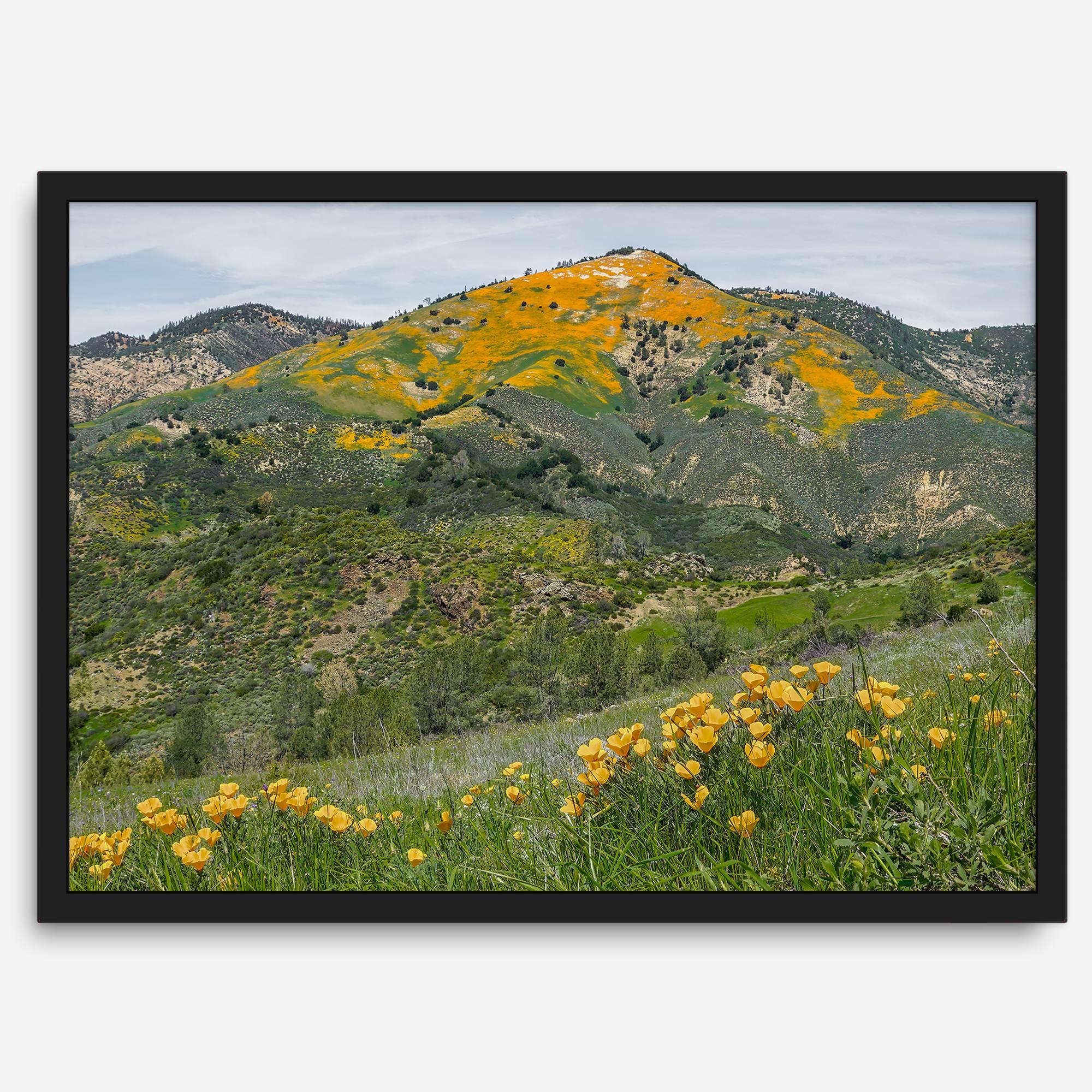 A fine art flower mountain print showing an awe-inspiring Poppy bloom on Figueroa Mountain in Californi.