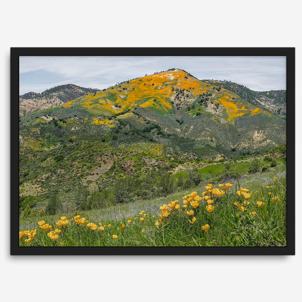 A fine art flower mountain print showing an awe-inspiring Poppy bloom on Figueroa Mountain in Californi.