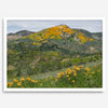 A fine art flower mountain print showing an awe-inspiring Poppy bloom on Figueroa Mountain in Californi.