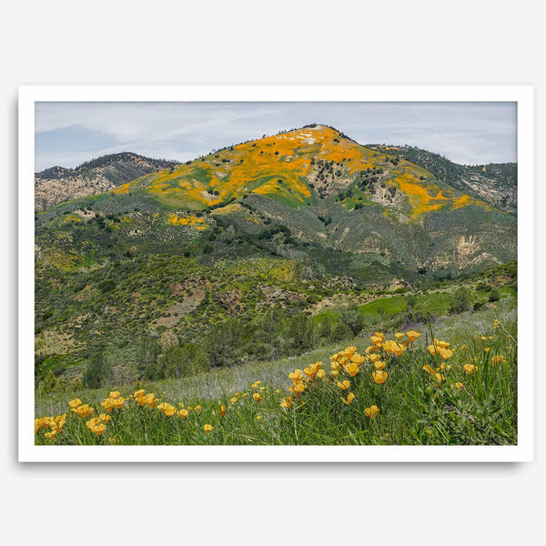 A fine art flower mountain print showing an awe-inspiring Poppy bloom on Figueroa Mountain in Californi.