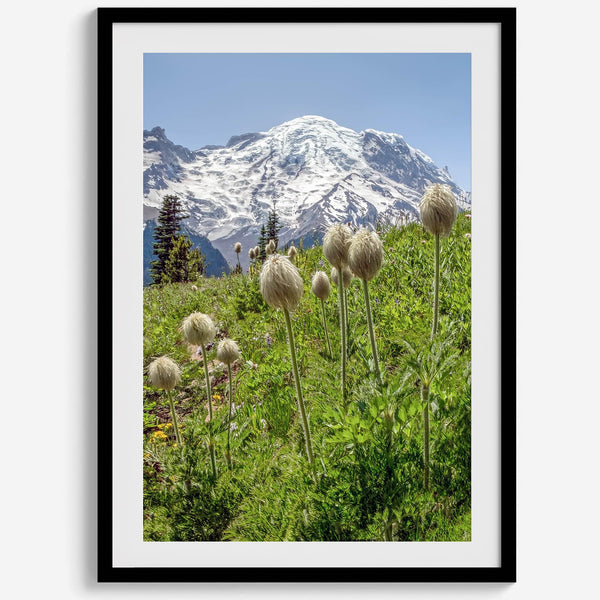 A fine art framed or unframed mountain print of Mount Rainier National Park. This portrait orientation nature landscape wall art showcases the beautiful snow-covered mountain with stunning flowers in the forefront.