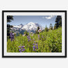 A framed or unframed fine art landscape photography print of Mount Rainier. This Washington wall art showcases a vast bed of flowers in the foreground with the backdrop of the snow-covered Mount Rainier. Perfect as a Mt Rainier National Park poster