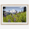 A framed or unframed fine art landscape photography print of Mount Rainier. This Washington wall art showcases a vast bed of flowers in the foreground with the backdrop of the snow-covered Mount Rainier. Perfect as a Mt Rainier National Park poster