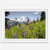 A framed or unframed fine art landscape photography print of Mount Rainier. This Washington wall art showcases a vast bed of flowers in the foreground with the backdrop of the snow-covered Mount Rainier. Perfect as a Mt Rainier National Park poster