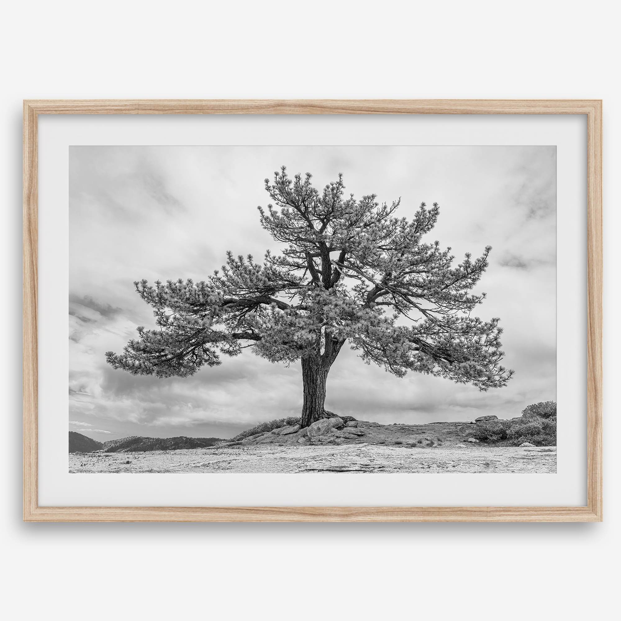 Large tree wall art featuring a black and white photograph of a Yosemite pine tree against a cloudy sky.