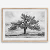 Large tree wall art featuring a black and white photograph of a Yosemite pine tree against a cloudy sky.