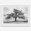 Large tree wall art featuring a black and white photograph of a Yosemite pine tree against a cloudy sky.
