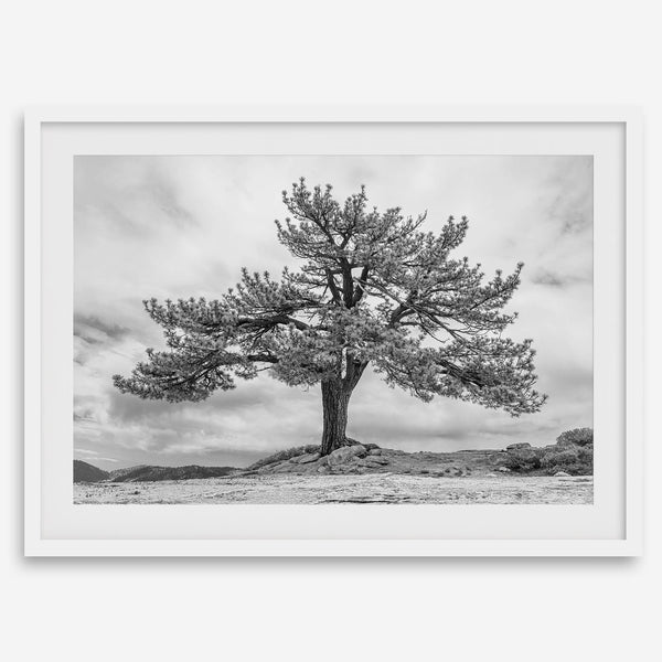 Large tree wall art featuring a black and white photograph of a Yosemite pine tree against a cloudy sky.