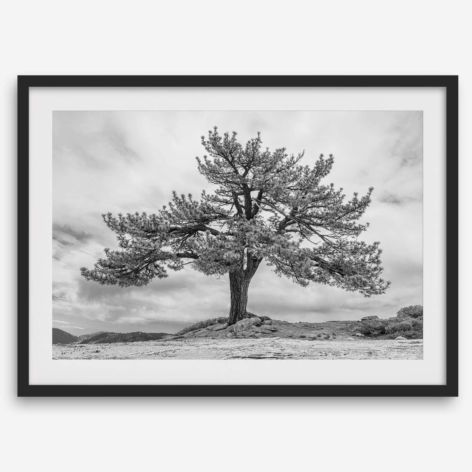 Large tree wall art featuring a black and white photograph of a Yosemite pine tree against a cloudy sky.
