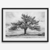 Large tree wall art featuring a black and white photograph of a Yosemite pine tree against a cloudy sky.