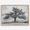 Large tree wall art featuring a black and white photograph of a Yosemite pine tree against a cloudy sky.