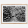 Fine art black and white photograph of a path winding through a lush redwood forest in Redwood National Park, leading to a towering redwood with exposed roots.
