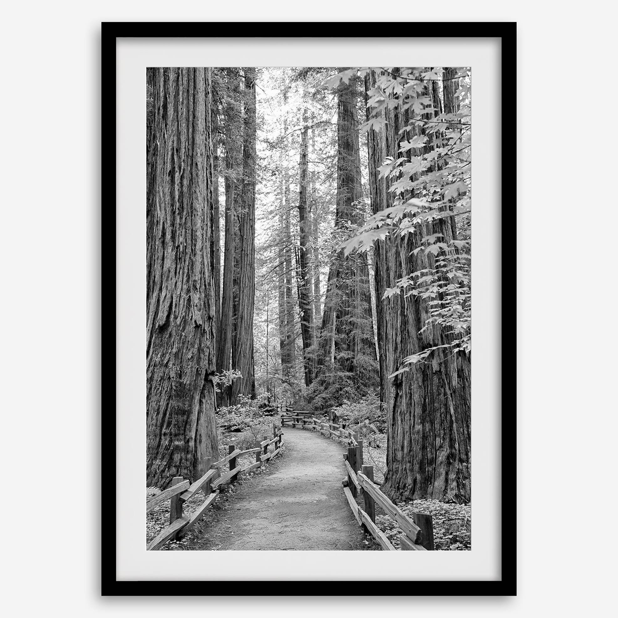 A fine art black and white photograph showcasing a pathway winding through a grove of immense redwood trees in Muir Woods, California. The towering trunks and lush canopy create a serene and magical atmosphere in this forest wall art.