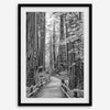 A fine art black and white photograph showcasing a pathway winding through a grove of immense redwood trees in Muir Woods, California. The towering trunks and lush canopy create a serene and magical atmosphere in this forest wall art.
