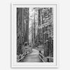 A fine art black and white photograph showcasing a pathway winding through a grove of immense redwood trees in Muir Woods, California. The towering trunks and lush canopy create a serene and magical atmosphere in this forest wall art.