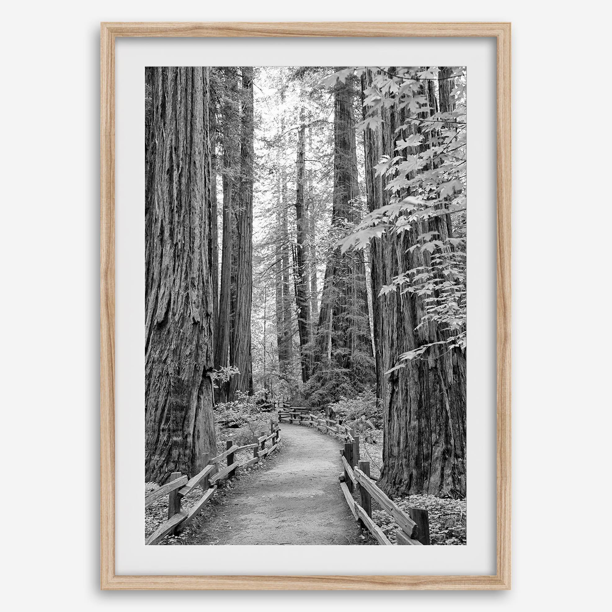 A fine art black and white photograph showcasing a pathway winding through a grove of immense redwood trees in Muir Woods, California. The towering trunks and lush canopy create a serene and magical atmosphere in this forest wall art.