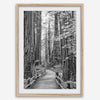 A fine art black and white photograph showcasing a pathway winding through a grove of immense redwood trees in Muir Woods, California. The towering trunks and lush canopy create a serene and magical atmosphere in this forest wall art.