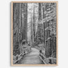A fine art black and white photograph showcasing a pathway winding through a grove of immense redwood trees in Muir Woods, California. The towering trunks and lush canopy create a serene and magical atmosphere in this forest wall art.