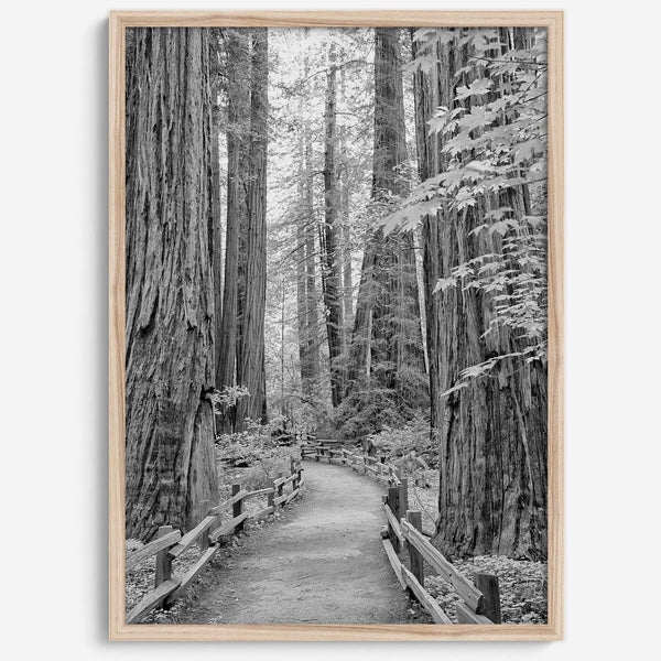 A fine art black and white photograph showcasing a pathway winding through a grove of immense redwood trees in Muir Woods, California. The towering trunks and lush canopy create a serene and magical atmosphere in this forest wall art.