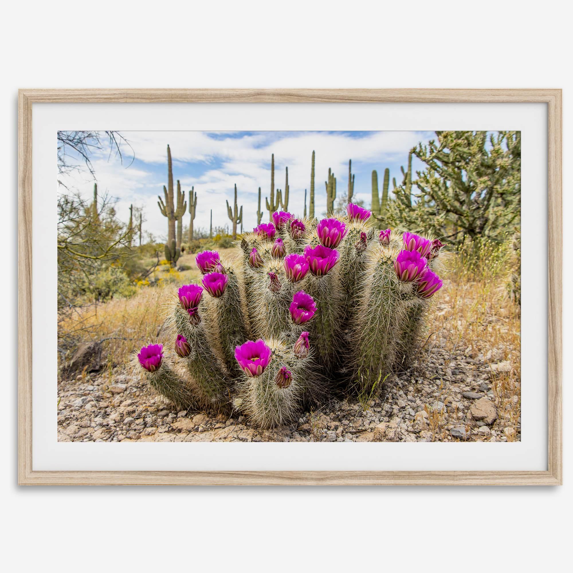 Arizona Desert Wall Art featuring a blooming hedgehog cactus in Saguaro National Park