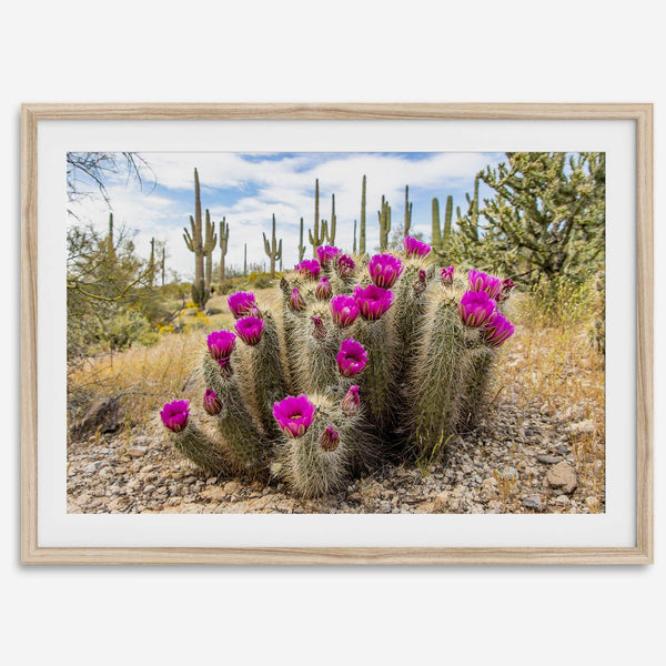 Arizona Desert Wall Art featuring a blooming hedgehog cactus in Saguaro National Park