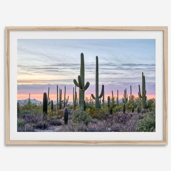 Cactus art print of saguaro cacti at sunset with pastel sky over desert landscape.