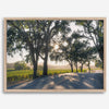 Step into California Wine Country with our fine art print of a winding road through the vineyards of the Russian River in Sonoma Valley. The rays of the setting sun are visible behind the trees, spreading warmth across THE vineyards.