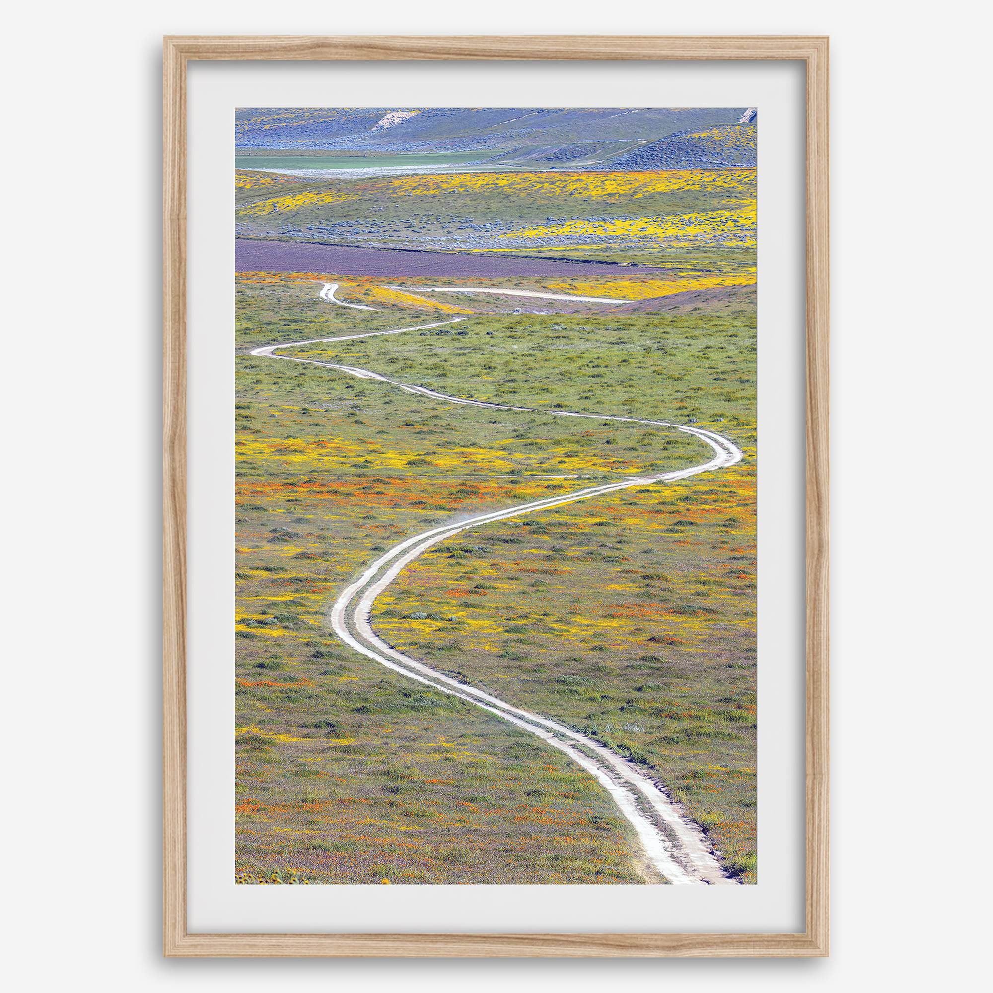 fine art photography print of a winding road disappearing into a valley filled with colorful wildflowers in Antelope Valley, California.