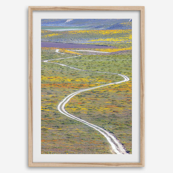 fine art photography print of a winding road disappearing into a valley filled with colorful wildflowers in Antelope Valley, California.