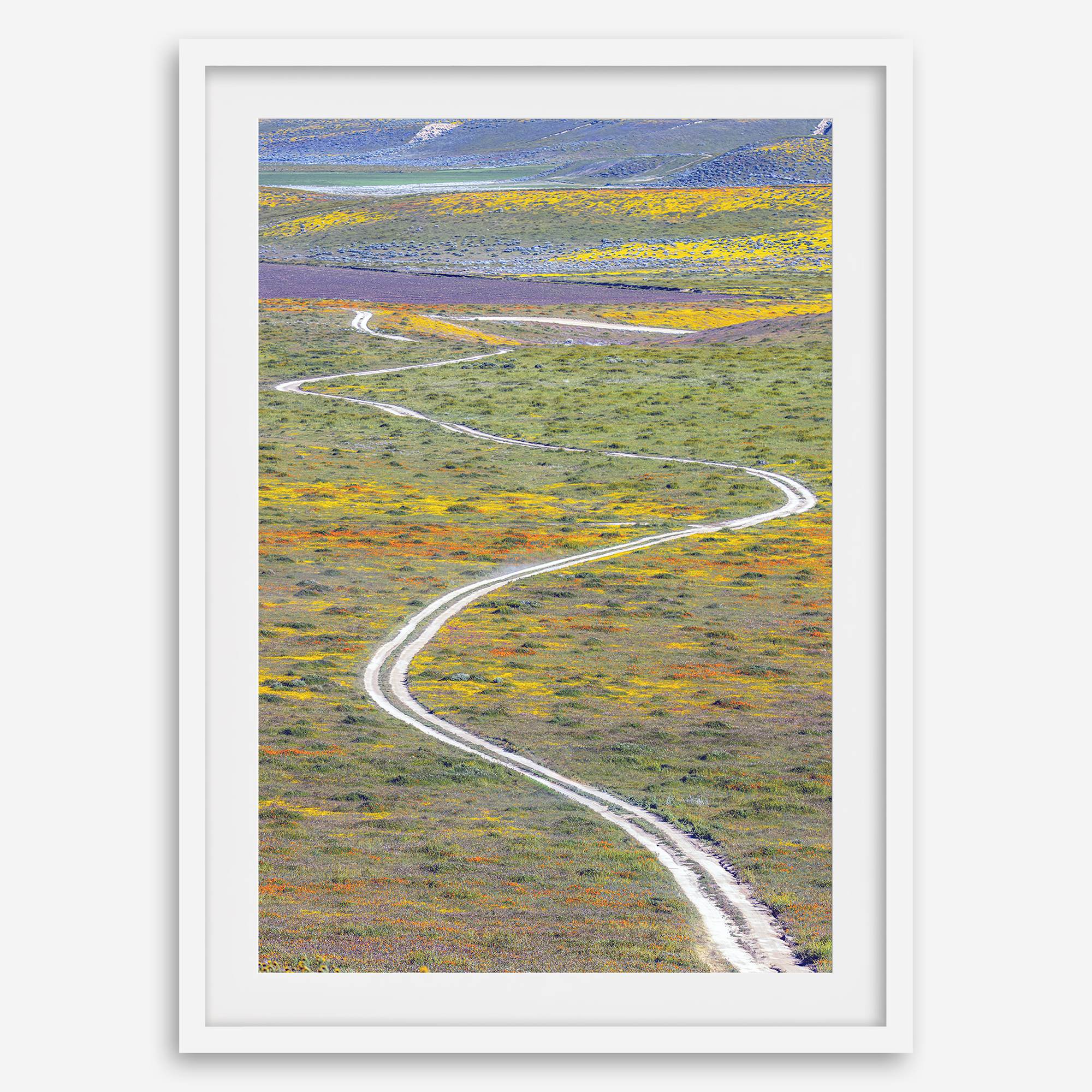 fine art photography print of a winding road disappearing into a valley filled with colorful wildflowers in Antelope Valley, California.