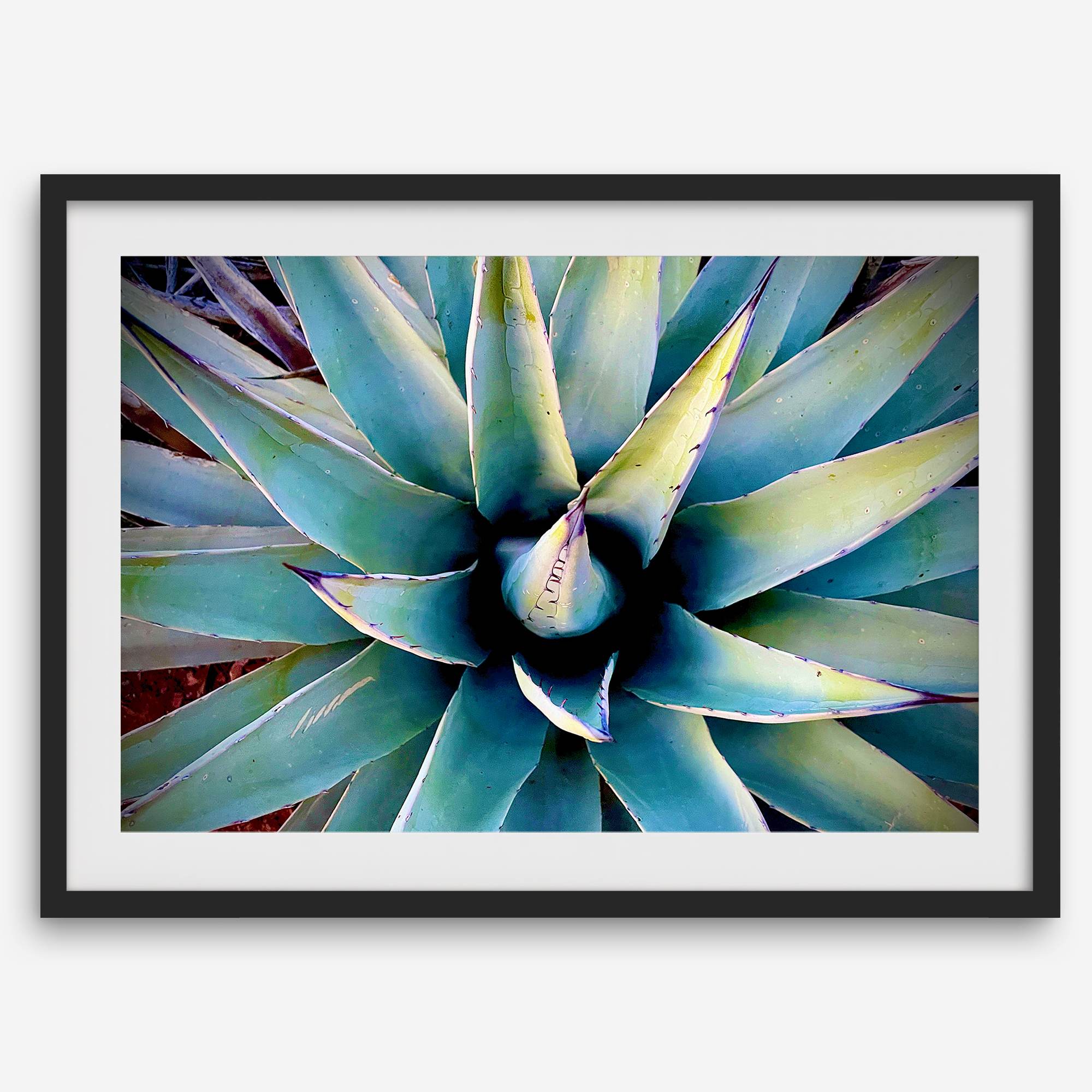Agave wall art featuring blue-green succulent leaves inspired by the western desert landscape