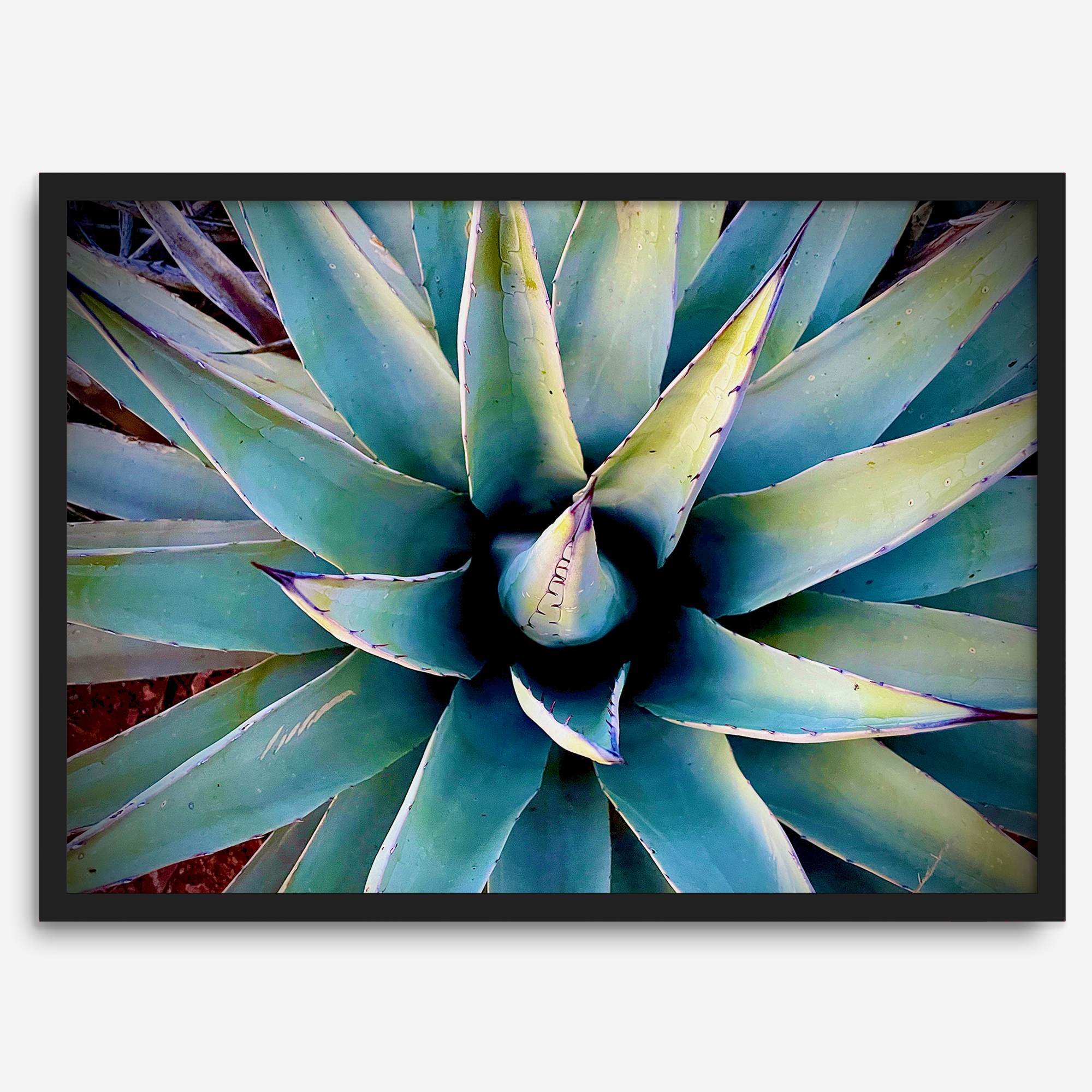 Agave wall art featuring blue-green succulent leaves inspired by the western desert landscape