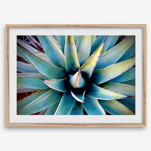 Agave wall art featuring blue-green succulent leaves inspired by the western desert landscape