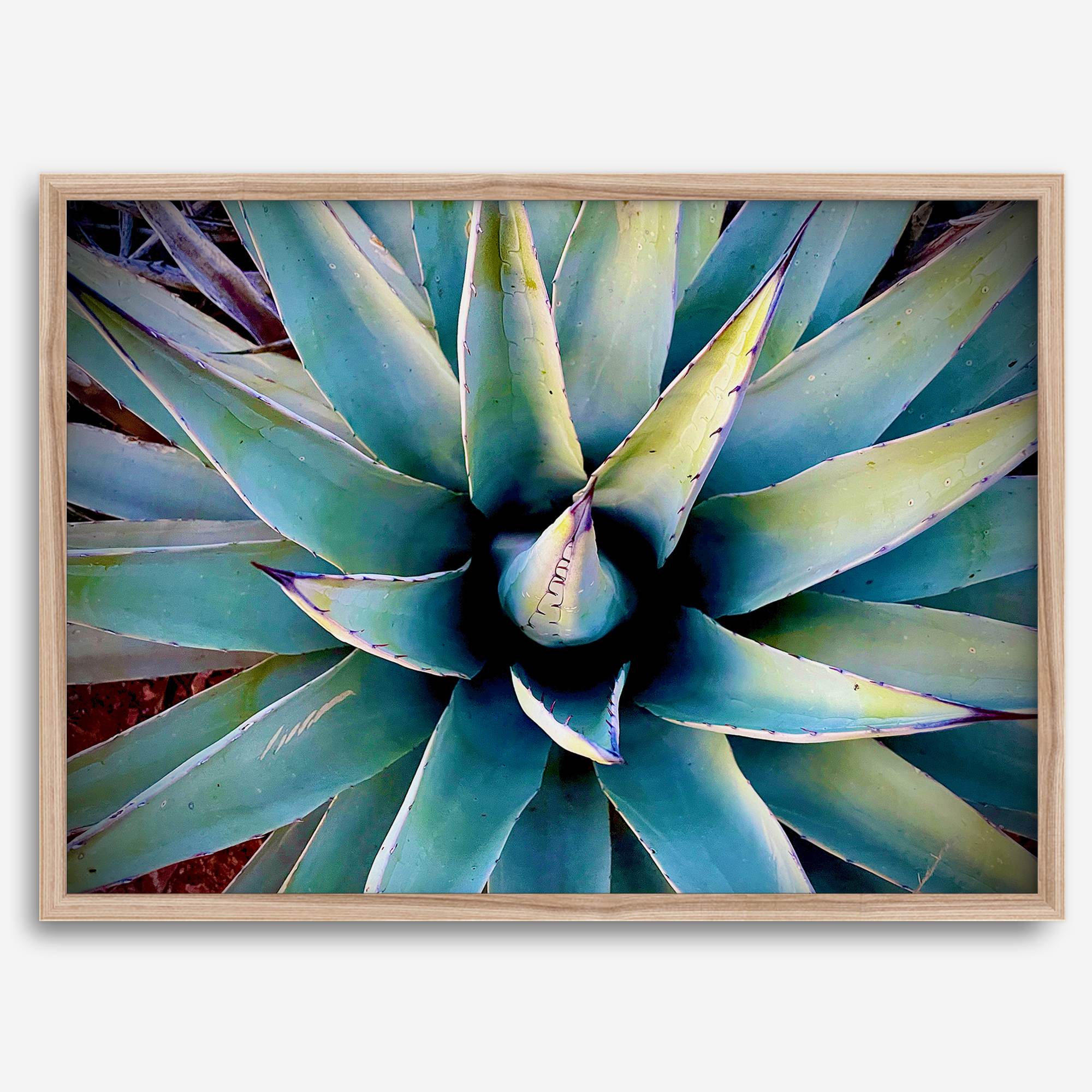 Agave wall art featuring blue-green succulent leaves inspired by the western desert landscape