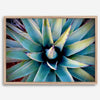 Agave wall art featuring blue-green succulent leaves inspired by the western desert landscape