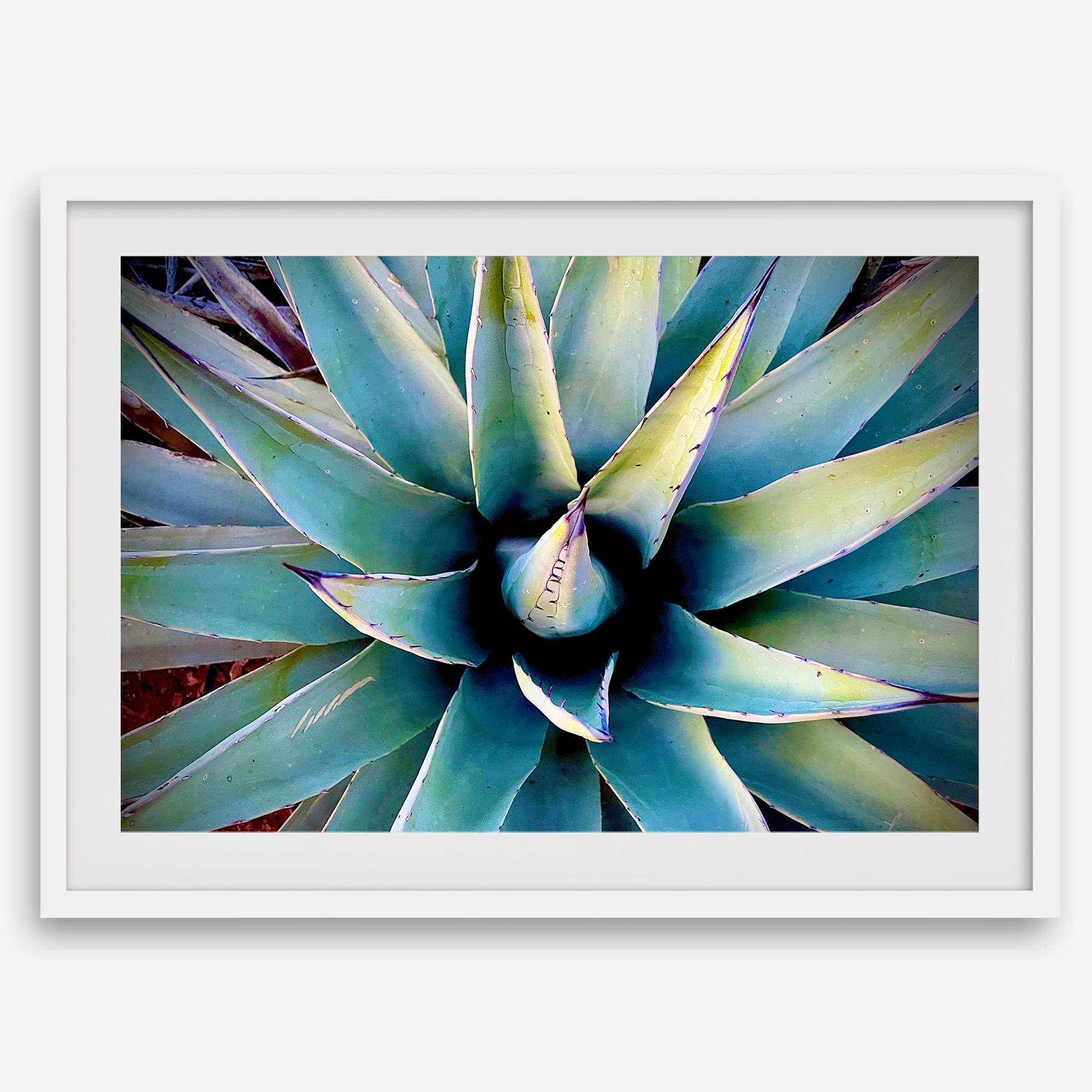 Agave wall art featuring blue-green succulent leaves inspired by the western desert landscape