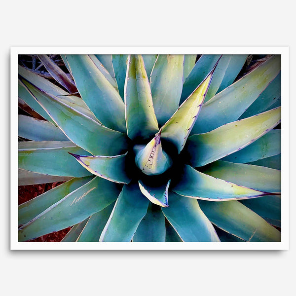 Agave wall art featuring blue-green succulent leaves inspired by the western desert landscape