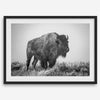 American bison wall art featuring a black and white wildlife photograph of a solitary buffalo in Yellowstone National Park