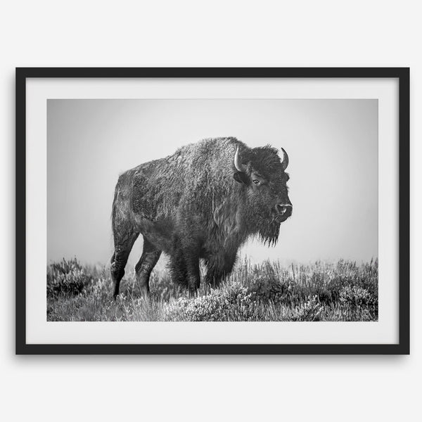 American bison wall art featuring a black and white wildlife photograph of a solitary buffalo in Yellowstone National Park