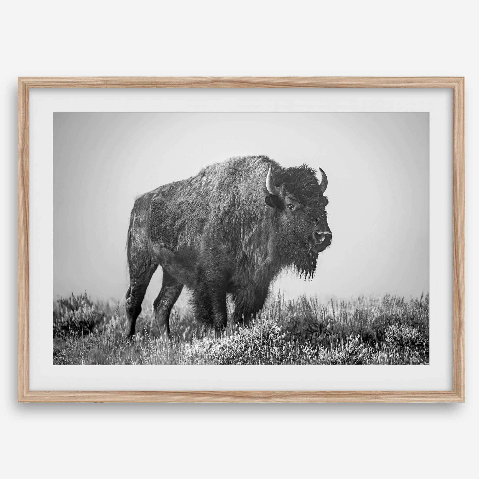 American bison wall art featuring a black and white wildlife photograph of a solitary buffalo in Yellowstone National Park