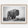 American bison wall art featuring a black and white wildlife photograph of a solitary buffalo in Yellowstone National Park