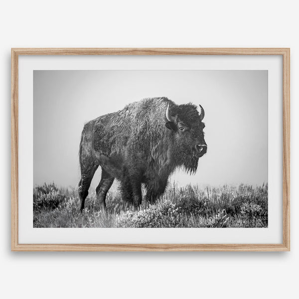 American bison wall art featuring a black and white wildlife photograph of a solitary buffalo in Yellowstone National Park