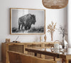 American bison wall art featuring a black and white wildlife photograph of a solitary buffalo in Yellowstone National Park
