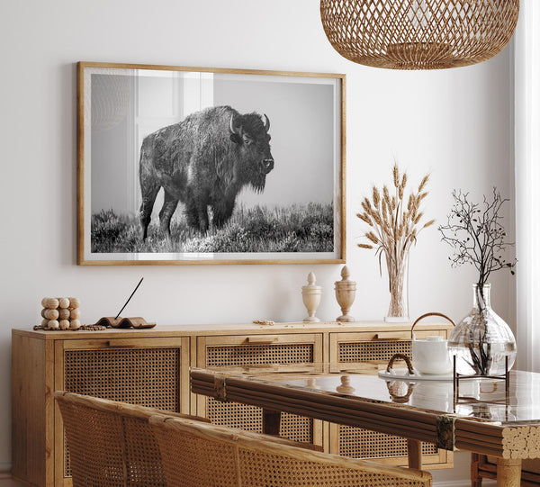 American bison wall art featuring a black and white wildlife photograph of a solitary buffalo in Yellowstone National Park