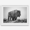 American bison wall art featuring a black and white wildlife photograph of a solitary buffalo in Yellowstone National Park