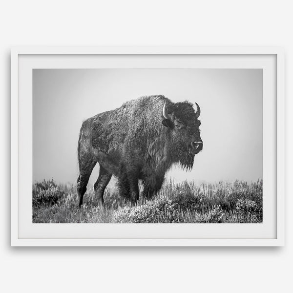 American bison wall art featuring a black and white wildlife photograph of a solitary buffalo in Yellowstone National Park