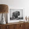 American bison wall art featuring a black and white wildlife photograph of a solitary buffalo in Yellowstone National Park