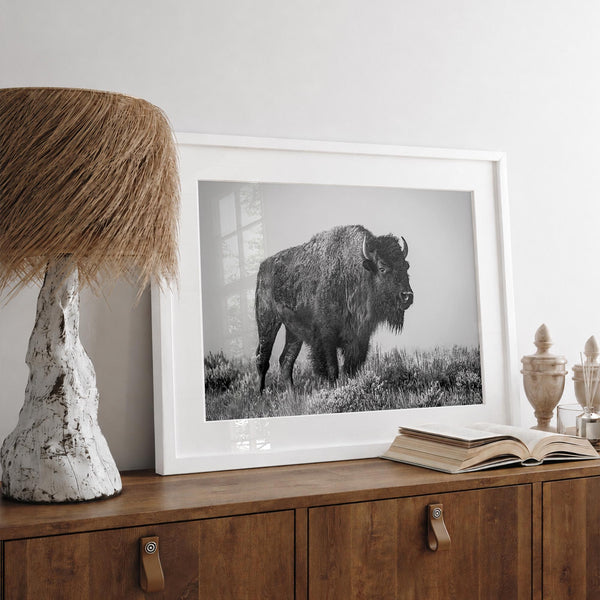 American bison wall art featuring a black and white wildlife photograph of a solitary buffalo in Yellowstone National Park