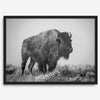 American bison wall art featuring a black and white wildlife photograph of a solitary buffalo in Yellowstone National Park