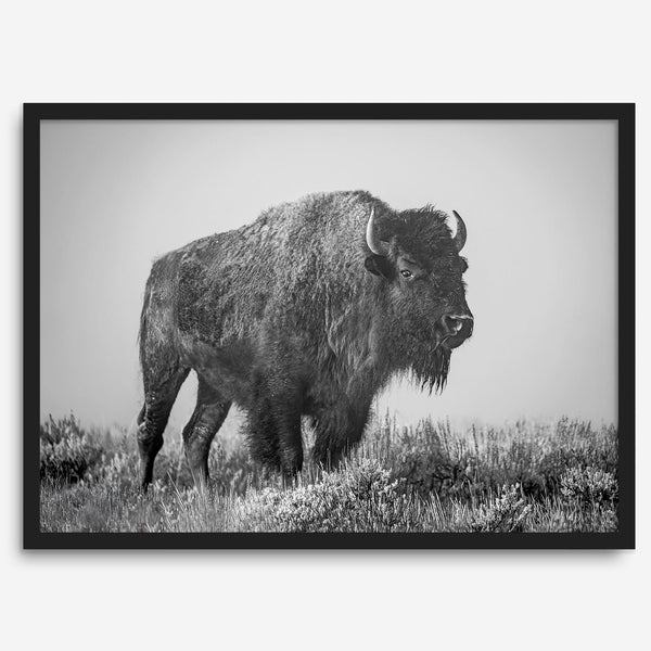 American bison wall art featuring a black and white wildlife photograph of a solitary buffalo in Yellowstone National Park